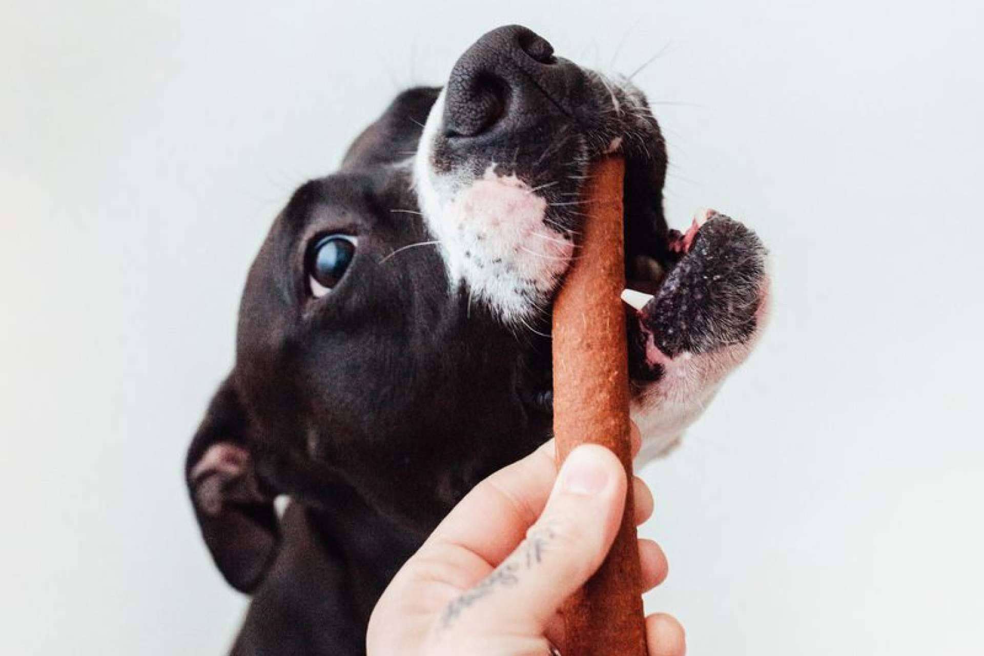 ¿Se cree conocer a la mascota? Hay que prepararse para descubrir su nuevo vicio ¿Se cree conocer a la mascota? Hay que prepararse para descubrir su nuevo vicio