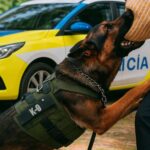 Kalzyme K9; la revolución en salud bucal para perros de servicio llega a España