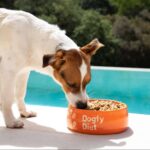 Obesidad en perros, cómo la comida natural de Dogfy Diet ayuda a recuperar el peso ideal