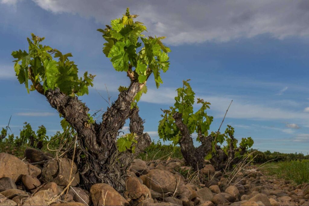 La Rioja, esa privilegiada tierra