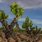 La Rioja, esa privilegiada tierra