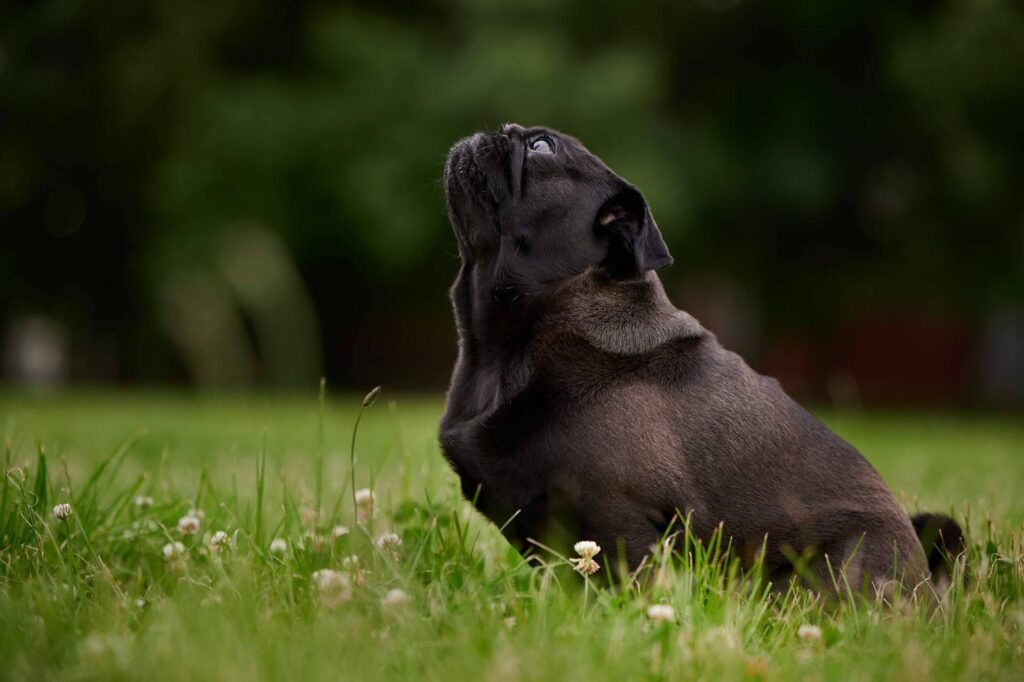 MAC’s, la marca alemana de alimentación natural para perros y gatos que consolida su presencia en España