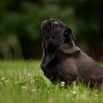 MAC’s, la marca alemana de alimentación natural para perros y gatos que consolida su presencia en España