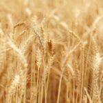 Productos Monti realiza nuevas declaraciones sobre sus valores y filosofía en torno a la cultura ecológica Productos Monti realiza nuevas declaraciones sobre sus valores y filosofía en torno a la cultura ecológica