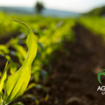 AgroUSD: la stablecoin respaldada por el campo que transforma la inclusión financiera rural AgroUSD: la stablecoin respaldada por el campo que transforma la inclusión financiera rural