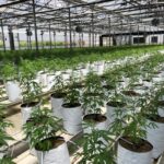 La UNEC, que agrupa al sector del cannabis legal, da un paso al frente para aclarar la confusión del CBD