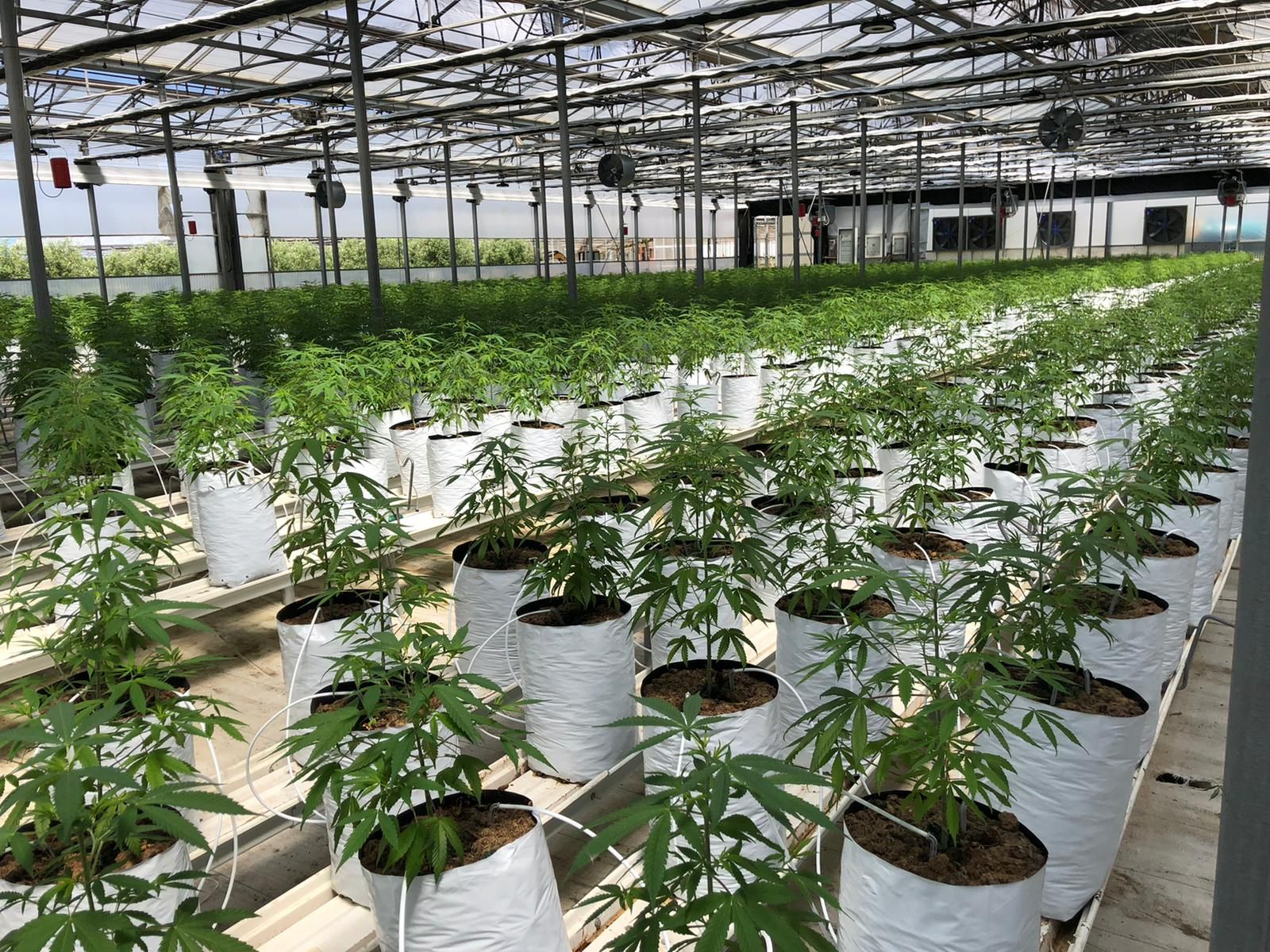 La UNEC, que agrupa al sector del cannabis legal, da un paso al frente para aclarar la confusión del CBD