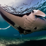 Pura Vida Diving se renueva en Koh Tao y abre nueva sede en Nusa Penida para bucear con mantarrayas