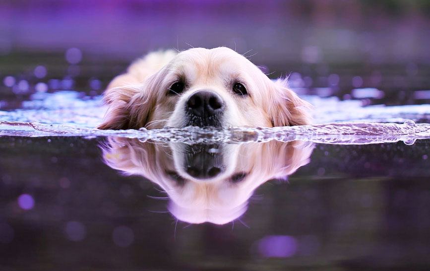 Día del Perro, Día del Gazpacho, el príncipe Guillermo, Jordi Évole, y Andrea del Río