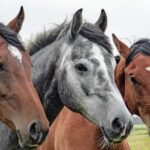 El pienso ecológico para caballos de Bifeedoo favorece la vitalidad y el bienestar digestivo