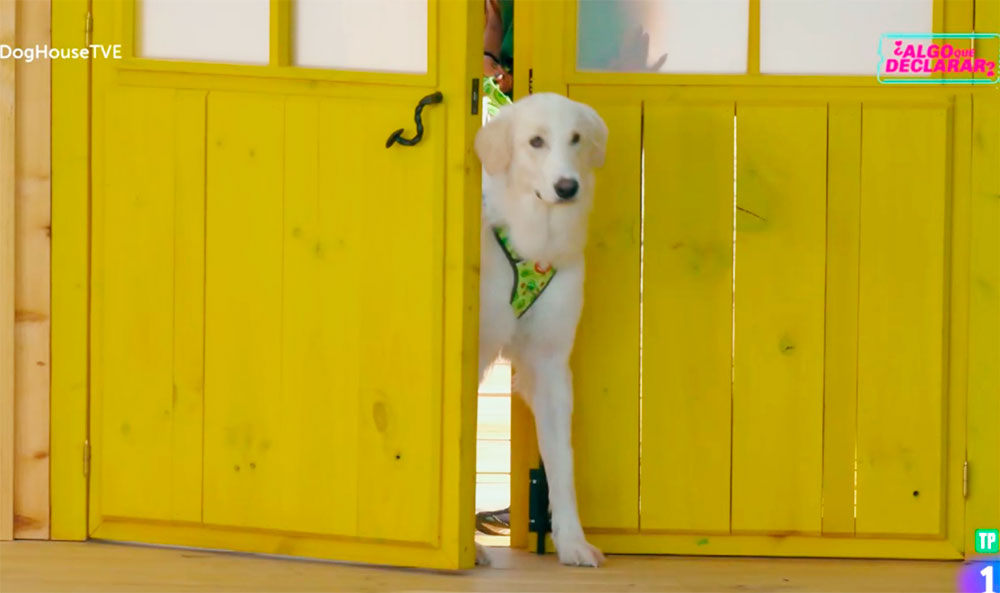 Bahar, entre la vida y la muerte, roba el protagonismo a Dog House; y Telecinco se derrumba