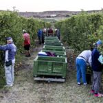 Temu ayuda a expandir la tradición frutícola online