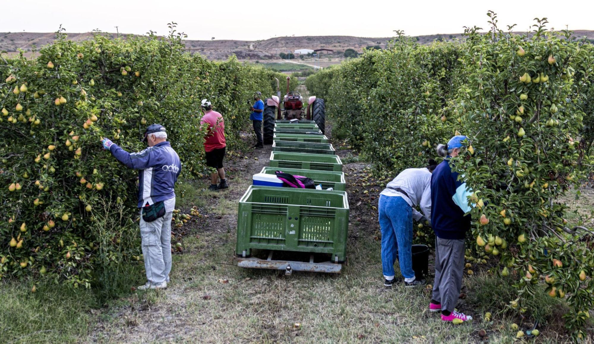 Temu ayuda a expandir la tradición frutícola online