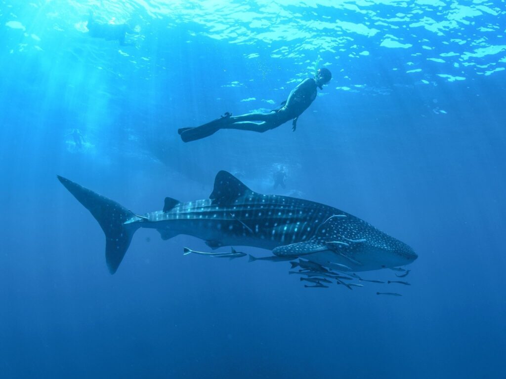 Los Cabos se posiciona como el paraíso del turismo deportivo en México