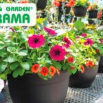 Viveros Florama: Inspirando jardines con naturaleza y diseño único