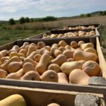 Calabaza cacahuete, una alternativa nacional para reducir el desperdicio en Halloween
