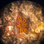 Primer ensayo mediterráneo que valida el uso de materiales sostenibles para la regeneración marina