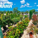 VIVEROS FLORAMA: excelencia y variedad al servicio del jardín