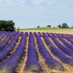 Ener2crowd entra en el sector de la agricultura sostenible con proyectos que ofrecen rendimientos anuales de hasta el 10%