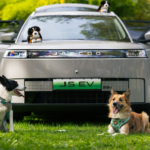 JAECOO presenta cinco consejos para disfrutar con perro en cada viaje