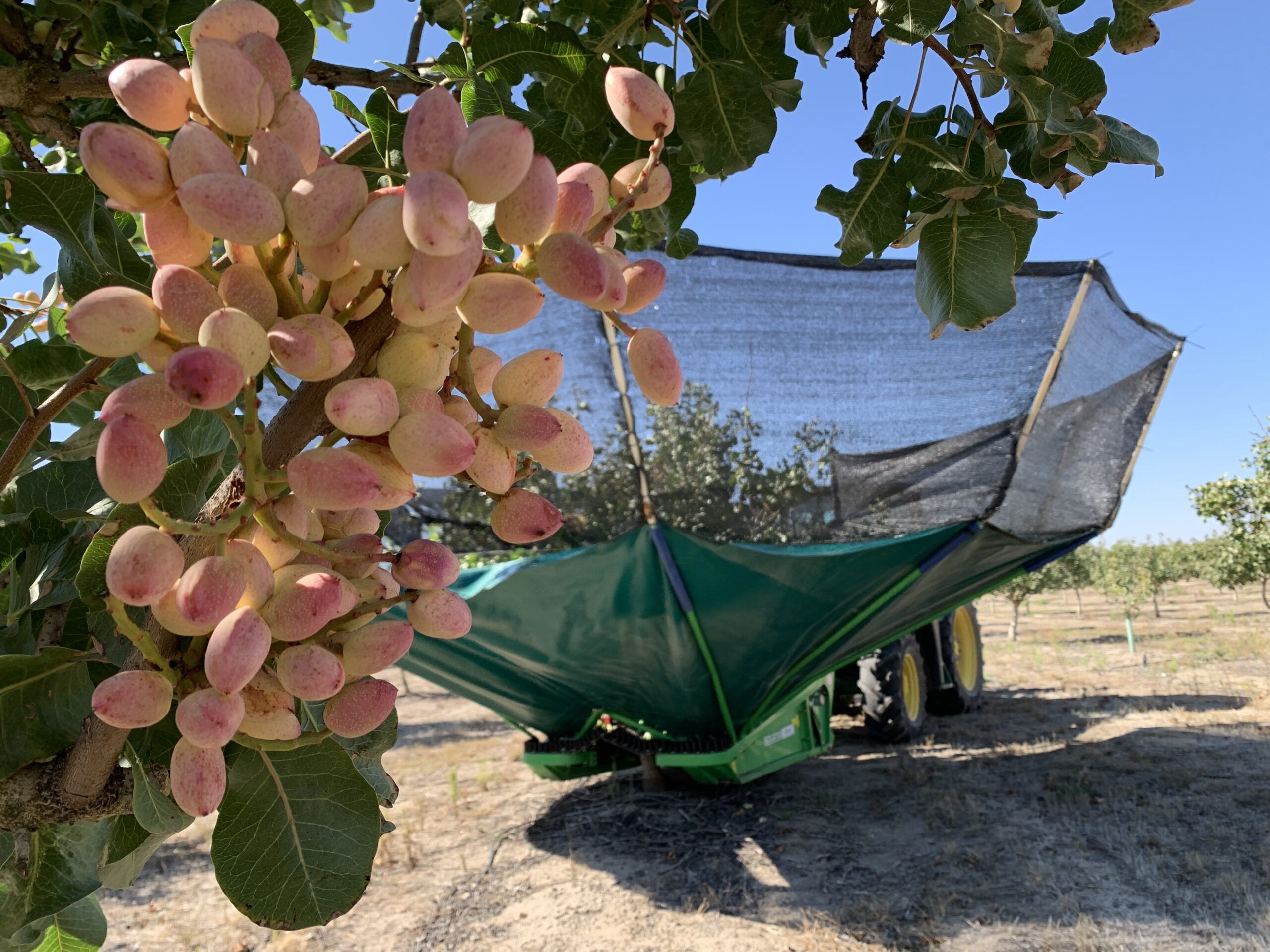 Grupo Pistacyl prevé quintuplicar el volumen de pistacho recogido en Castilla y León en una excelente campaña 2025