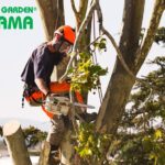 VIVEROS FLORAMA: Expertos en poda de árboles, palmeras y arbustos