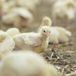 Bifeedoo refuerza su oferta ecológica avícola