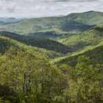 El documental Forested Future invita a reconectar con el mundo natural y los grandes bosques del planeta