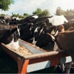 Bifeedoo impulsa la nutrición ecológica bovina