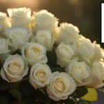 Rosas preservadas: la elegancia que desafía al tiempo, un elogio a la belleza eterna, por VIKENZO NATURE