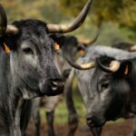 Castilla Gourmet destaca la carne de Morucha como emblema de la calidad nacional y el origen sostenible