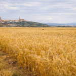 LIFE Innocereal EU confirma que los bioestimulantes mejoran la rentabilidad del cereal LIFE Innocereal EU confirma que los bioestimulantes mejoran la rentabilidad del cereal