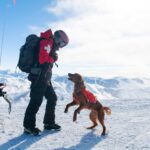 Nulo aterriza en España junto a IskayPet para revolucionar la nutrición premium para mascotas Nulo aterriza en España junto a IskayPet para revolucionar la nutrición premium para mascotas