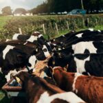 Bifeedoo explica cómo el crecimiento del pienso ecológico para vacas marca una nueva etapa en salud ruminal y producción lechera