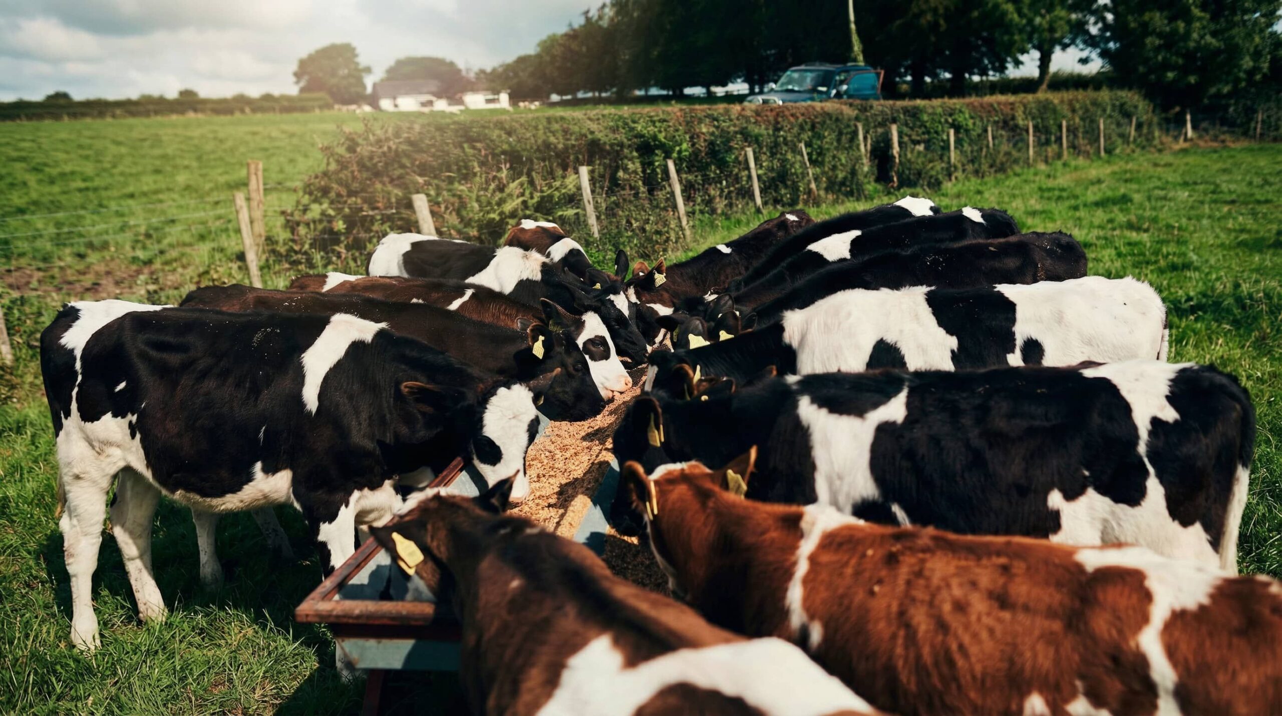 Bifeedoo explica cómo el crecimiento del pienso ecológico para vacas marca una nueva etapa en salud ruminal y producción lechera