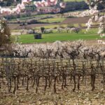 Bodegas Obergo enumera las claves que definen el carácter de su vino tinto del Somontano