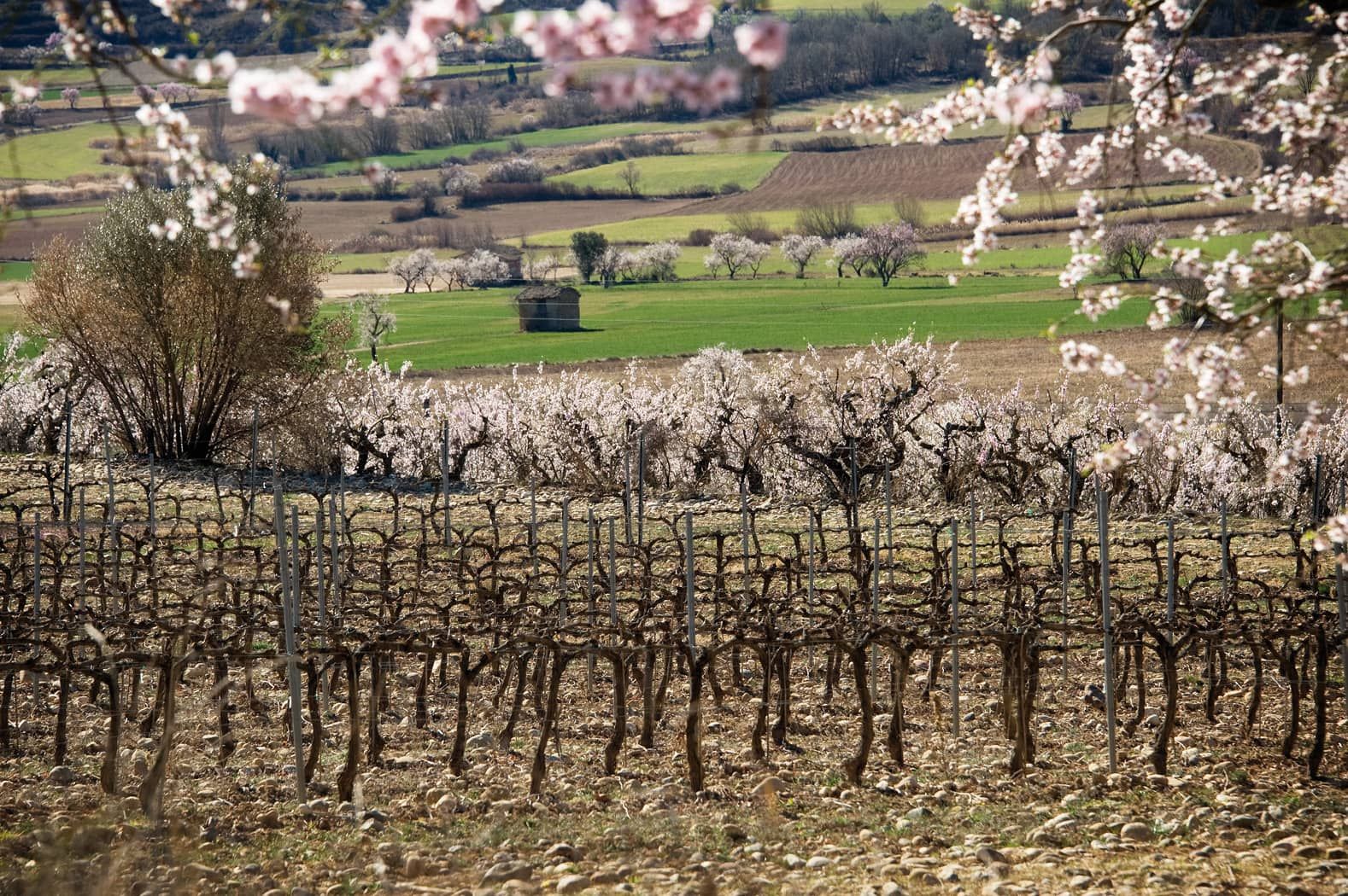 Bodegas Obergo enumera las claves que definen el carácter de su vino tinto del Somontano Bodegas Obergo enumera las claves que definen el carácter de su vino tinto del Somontano