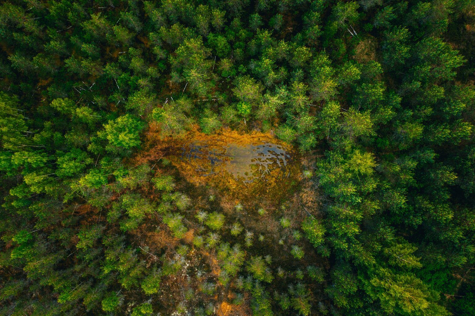 Los bosques, los grandes ausentes de la agenda de desarrollo sostenible de la ONU