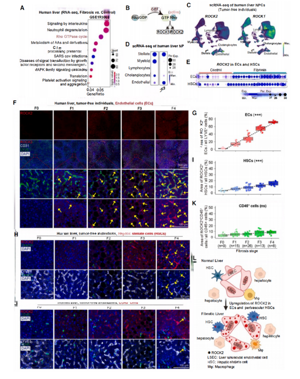 Un estudio publicado en Cell identifica ROCK2 como nueva diana terapéutica para la fibrosis hepática con el apoyo de Cloud-Clone