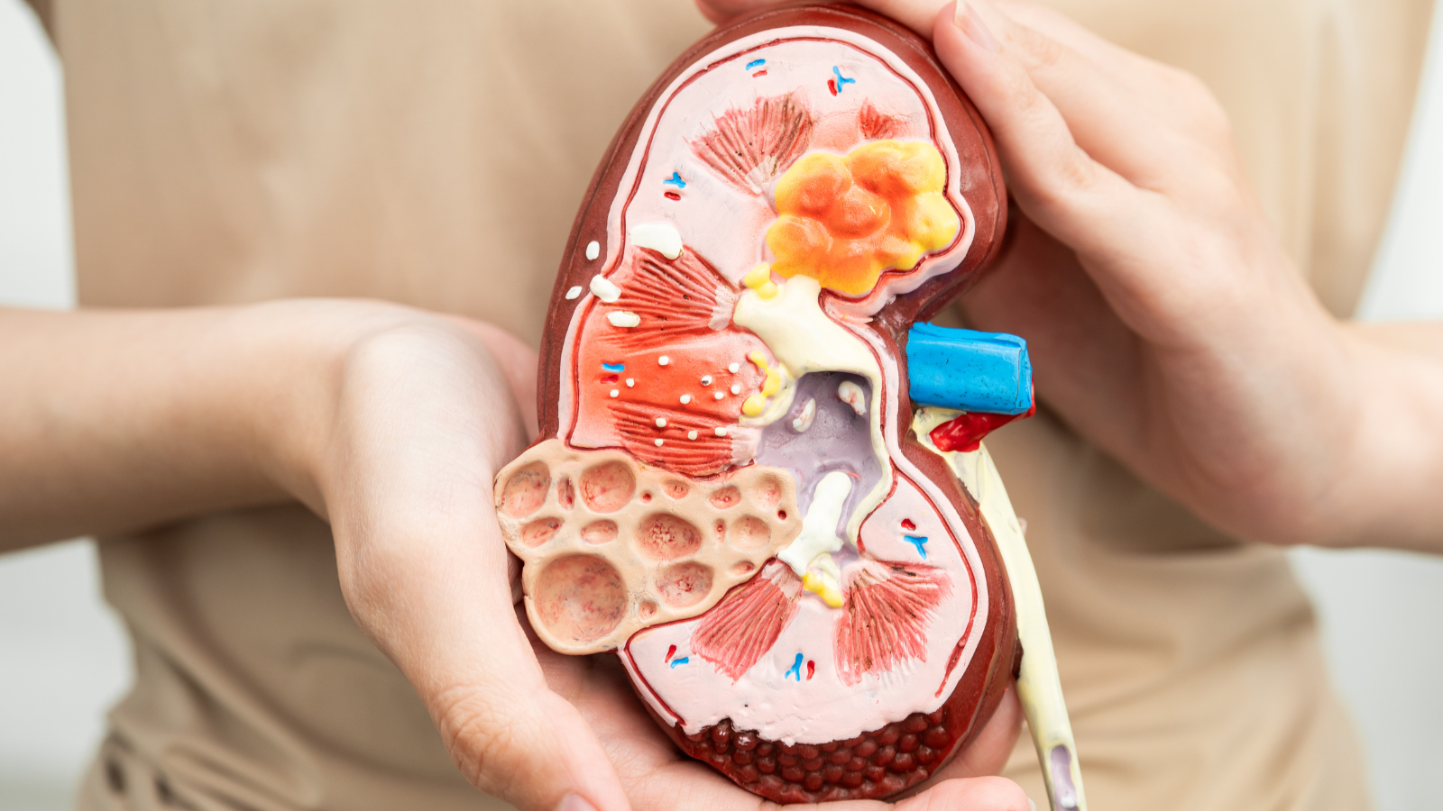 Cerca del 8% de las personas participantes en el programa de cribado de enfermedad renal en farmacias de Gipuzkoa han sido derivadas a Atención Primaria 
