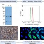 Cloud-Clone impulsa la investigación de terapias antienvejecimiento para la piel dañada por la radiación UV Cloud-Clone impulsa la investigación de terapias antienvejecimiento para la piel dañada por la radiación UV