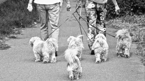 Los perros ayudan a la comunicación entre sus amos