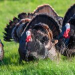 Bifeedoo analiza cómo el pienso ecológico para pavos mejora el rendimiento en otoño y refuerza su bienestar