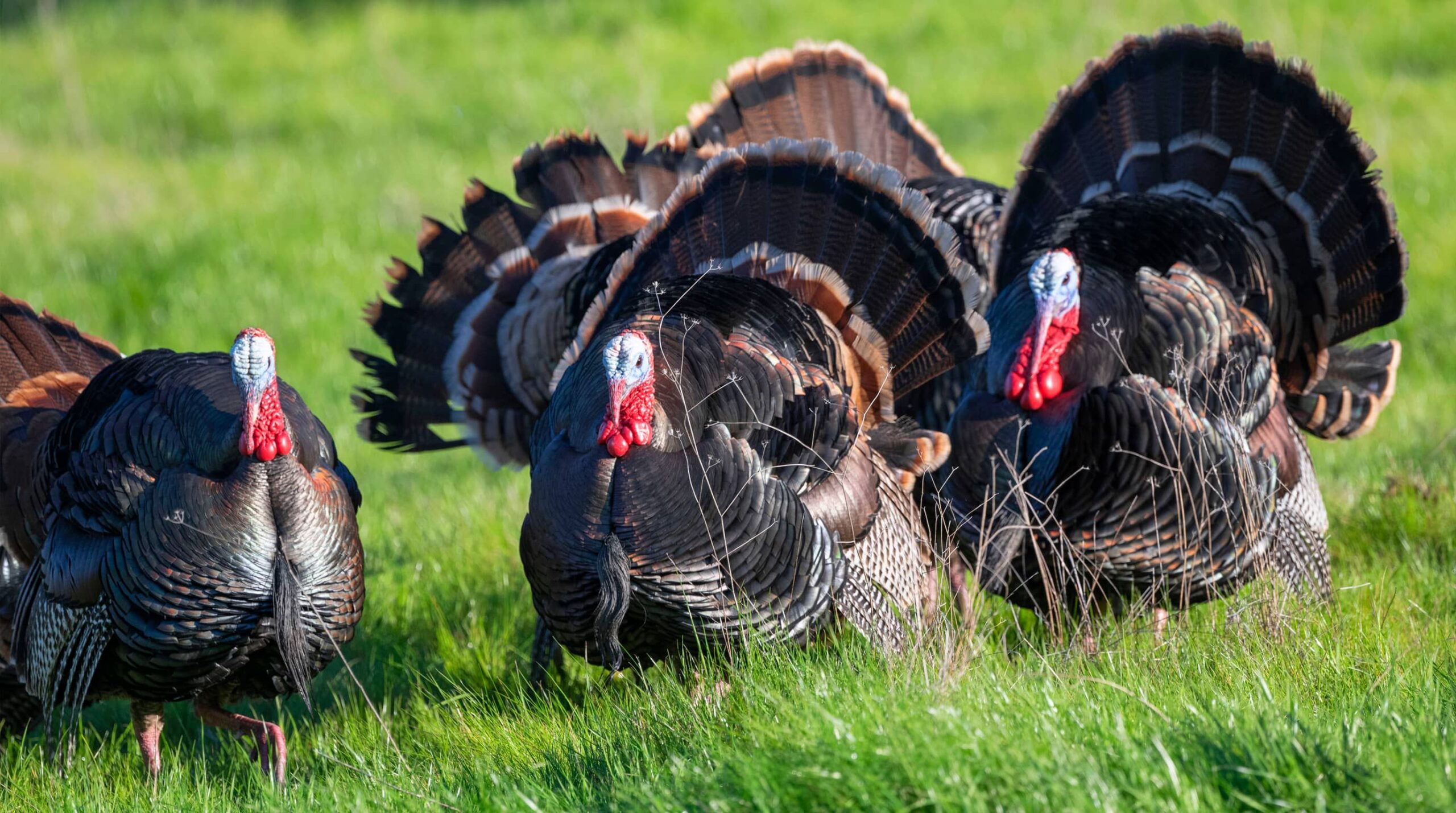 Bifeedoo analiza cómo el pienso ecológico para pavos mejora el rendimiento en otoño y refuerza su bienestar